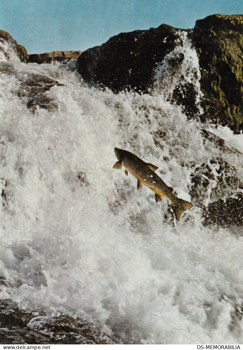 Iceland - Salmon In Laxa River , Kjos District - Islanda