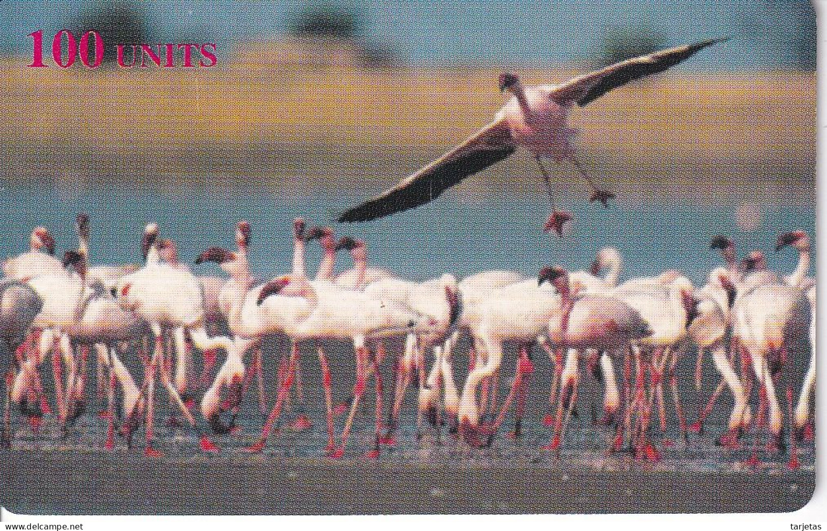 TARJETA DE ITALIA DE DELTA CARD DE UNOS FLAMENCOS (FLAMENCO-FLAMINGO) - Other & Unclassified