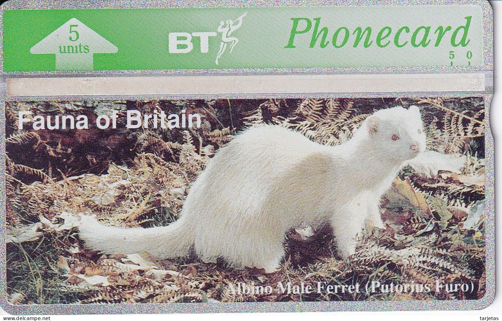 TARJETA DE REINO UNIDO DE UN HURON (ALBINO MALE FERRET) NUEVA-MINT - BT Emissions Générales