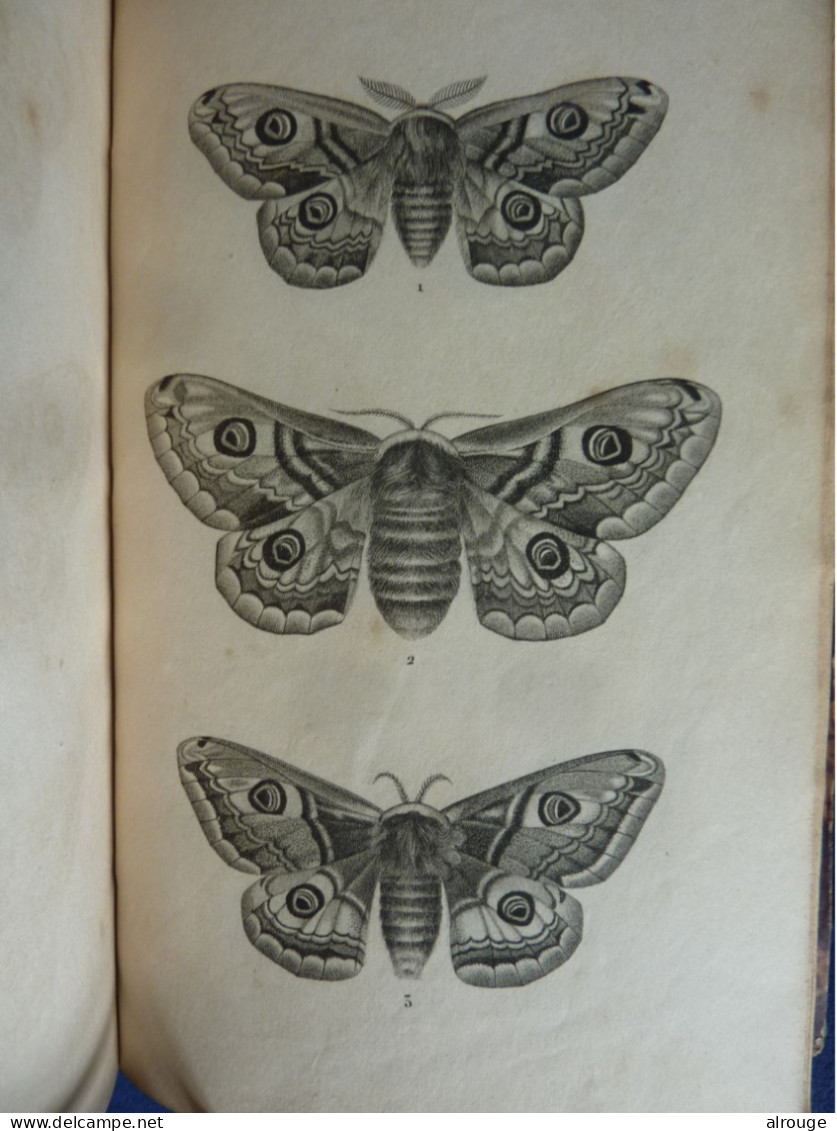Histoire Naturelle Des Papillons, édité En 1850 - 1801-1900
