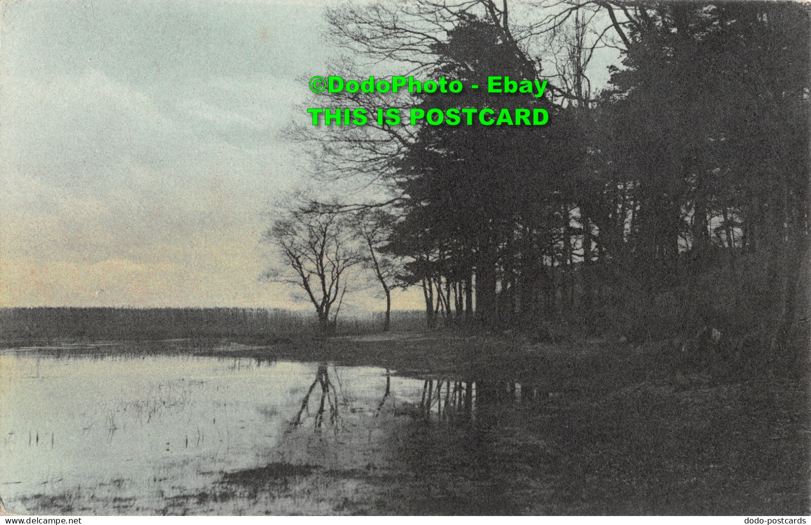 R428502 Lake In The Forest. Brunner. Serie. N. 208. V. R. Pref - Monde