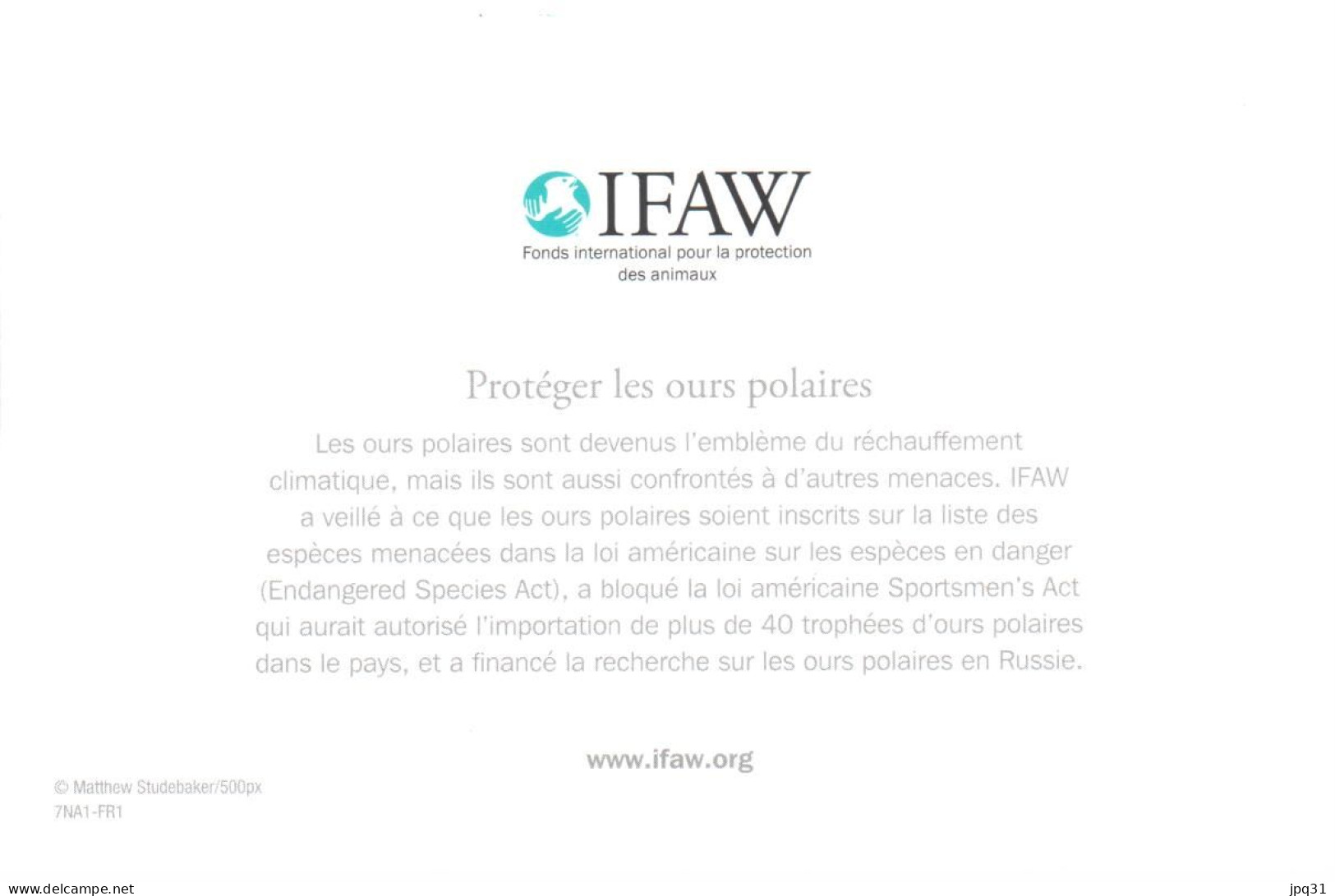 Carte Double IFAW Protéger Les Ours Polaires - Ref 7NA1-FR1 - Bears