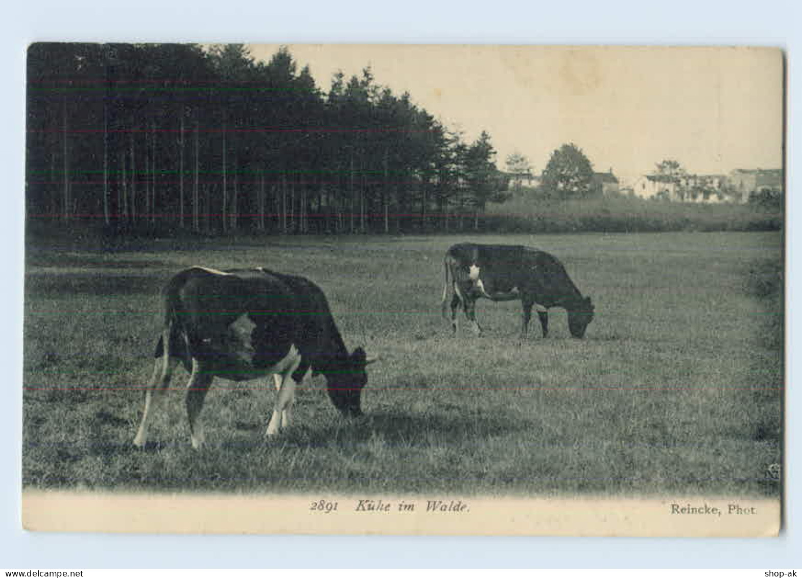 W9S54/ Kühe Im Walde AK Ca.1910 - Honden