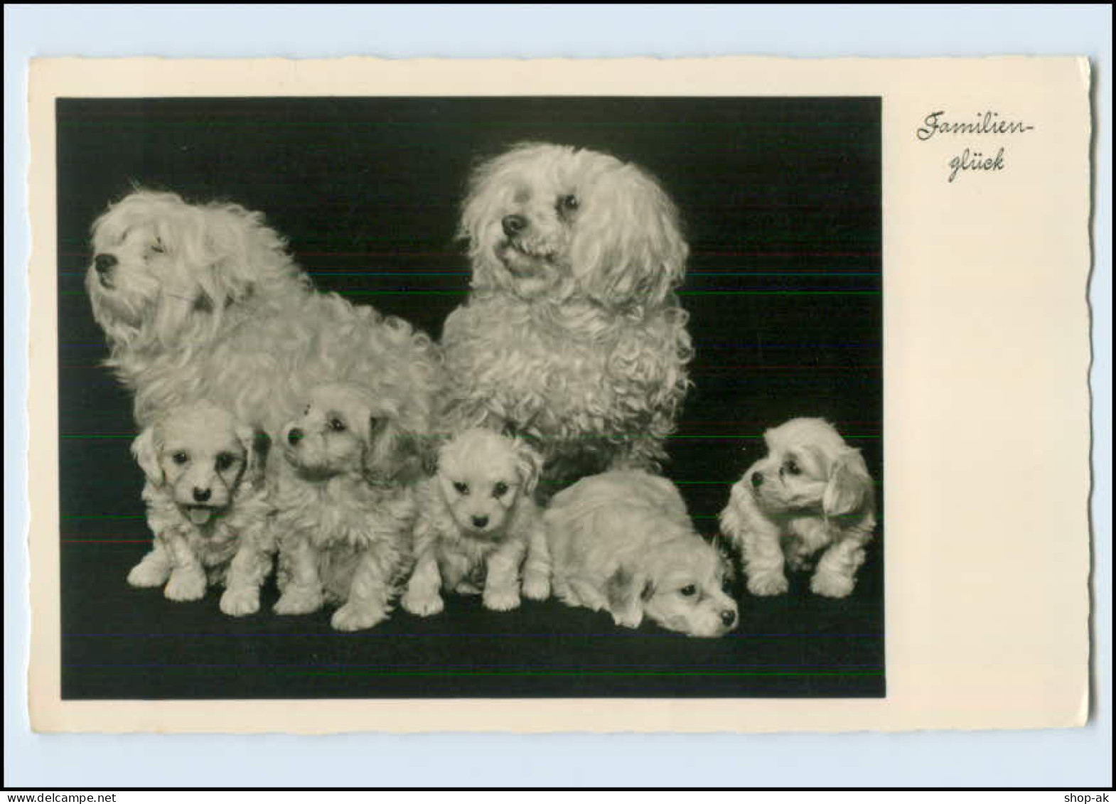 W8P10/ Familienglück Hunde Schöne Foto AK 1937 - Honden