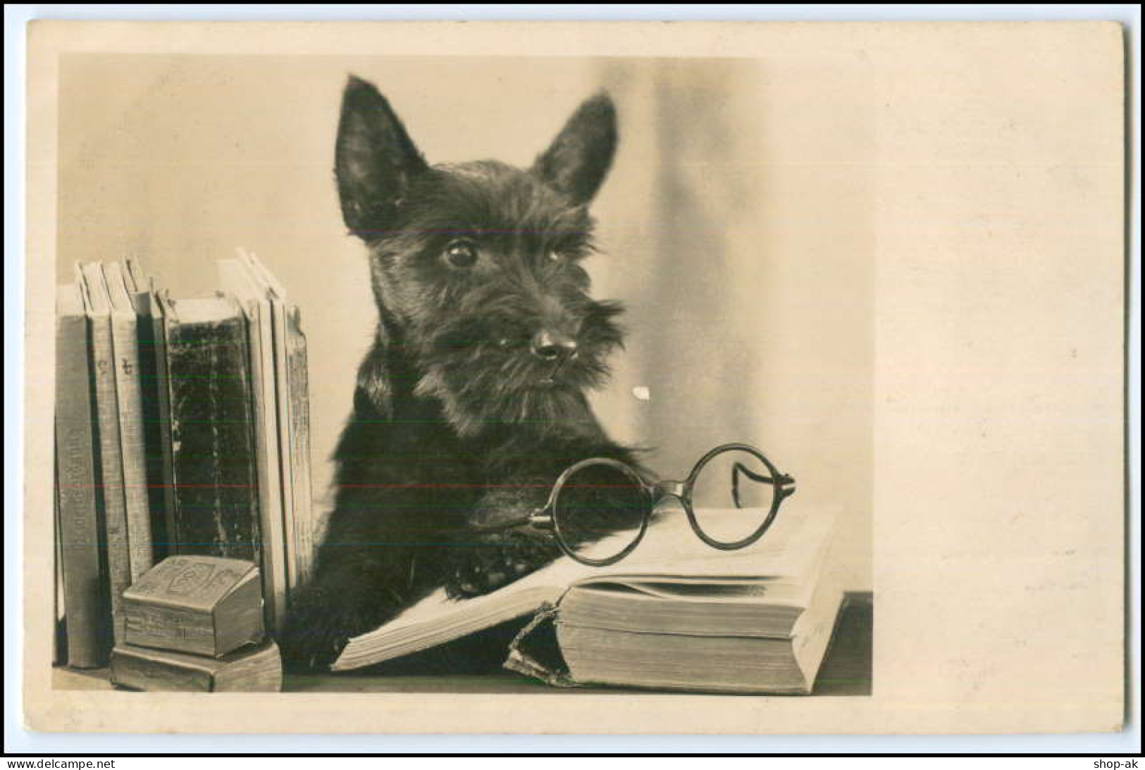 N8270/ Terrier Hund Schöne Foto AK Ca.1935  - Chiens
