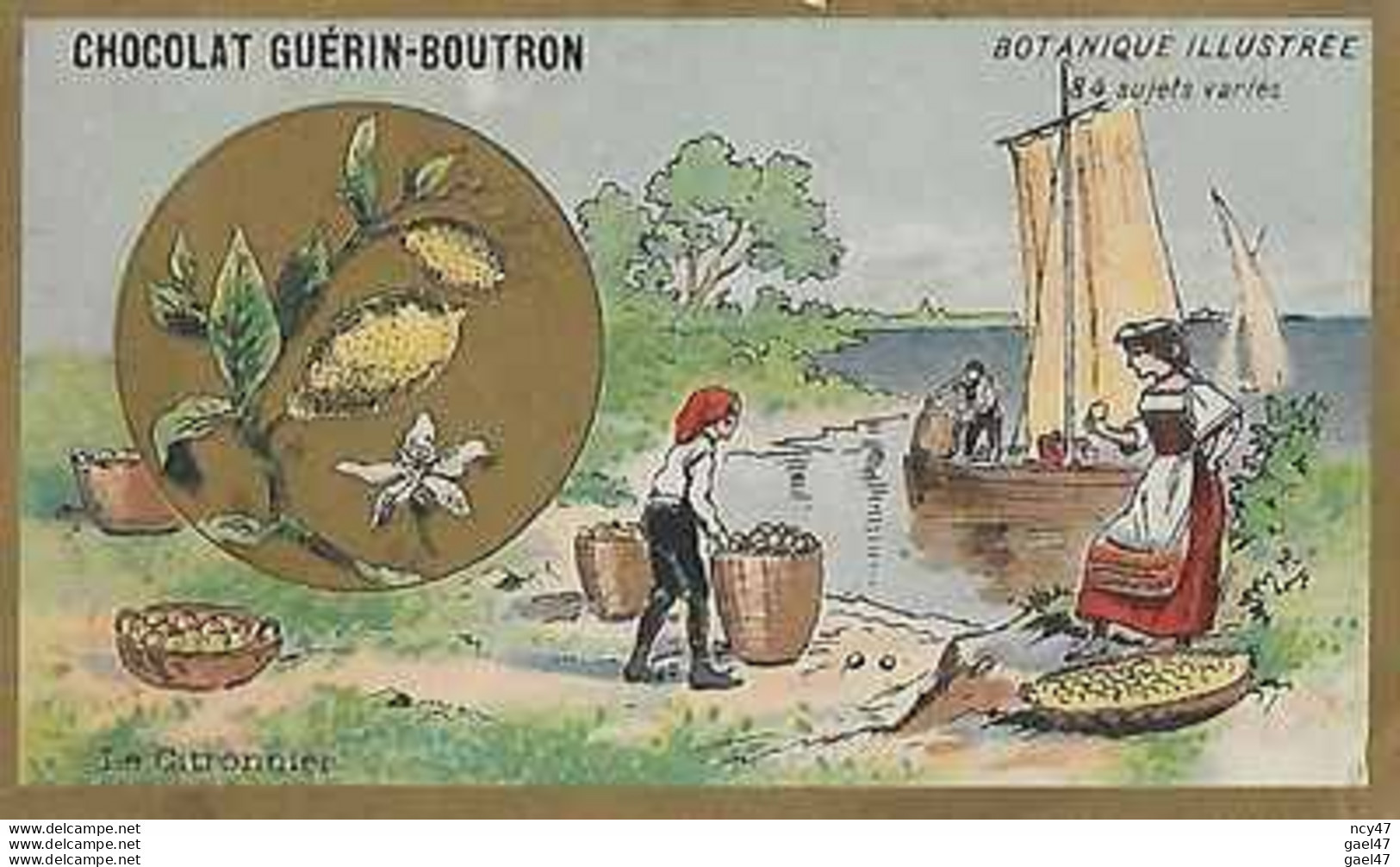 CHROMOS. Chocolat GUERIN-BOUTRON (Paris) Le Citronnier...S4147 - Guérin-Boutron
