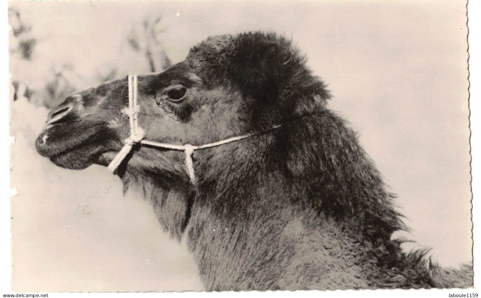 ANIMAUX AFRIQUE DU NORD MAGHREB : CHAMEAU BOUSAADIEN - SCENES ET TYPES ALGERIE BOU SAÂDA - Andere & Zonder Classificatie