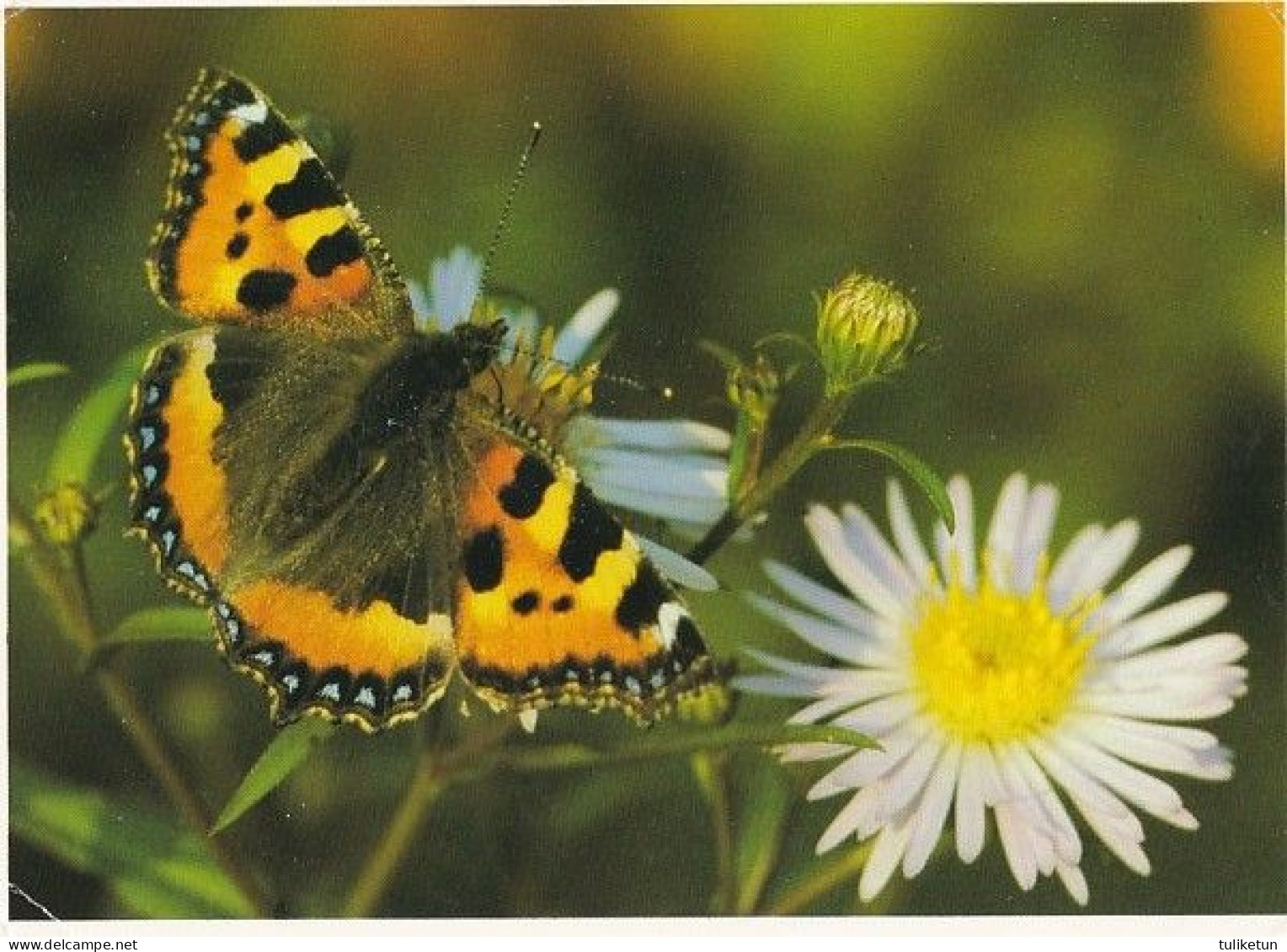 Butterfly - Papillon - Vlinder - Schmetterling - Farfalla - Borboleta - Mariposa - Small Tortoiseshell - Aglais Urticae - Farfalle