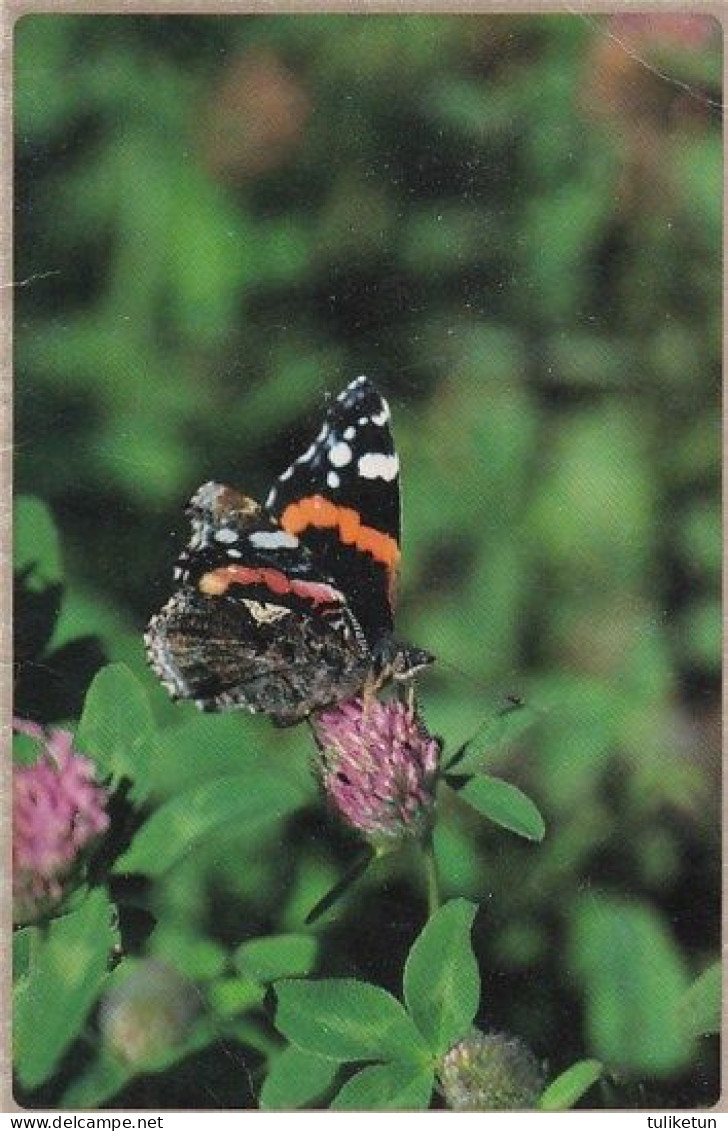 Butterfly - Papillon - Vlinder - Schmetterling - Farfalla - Borboleta - Mariposa - Red Admiral - Vanessa Atalanta - Mariposas