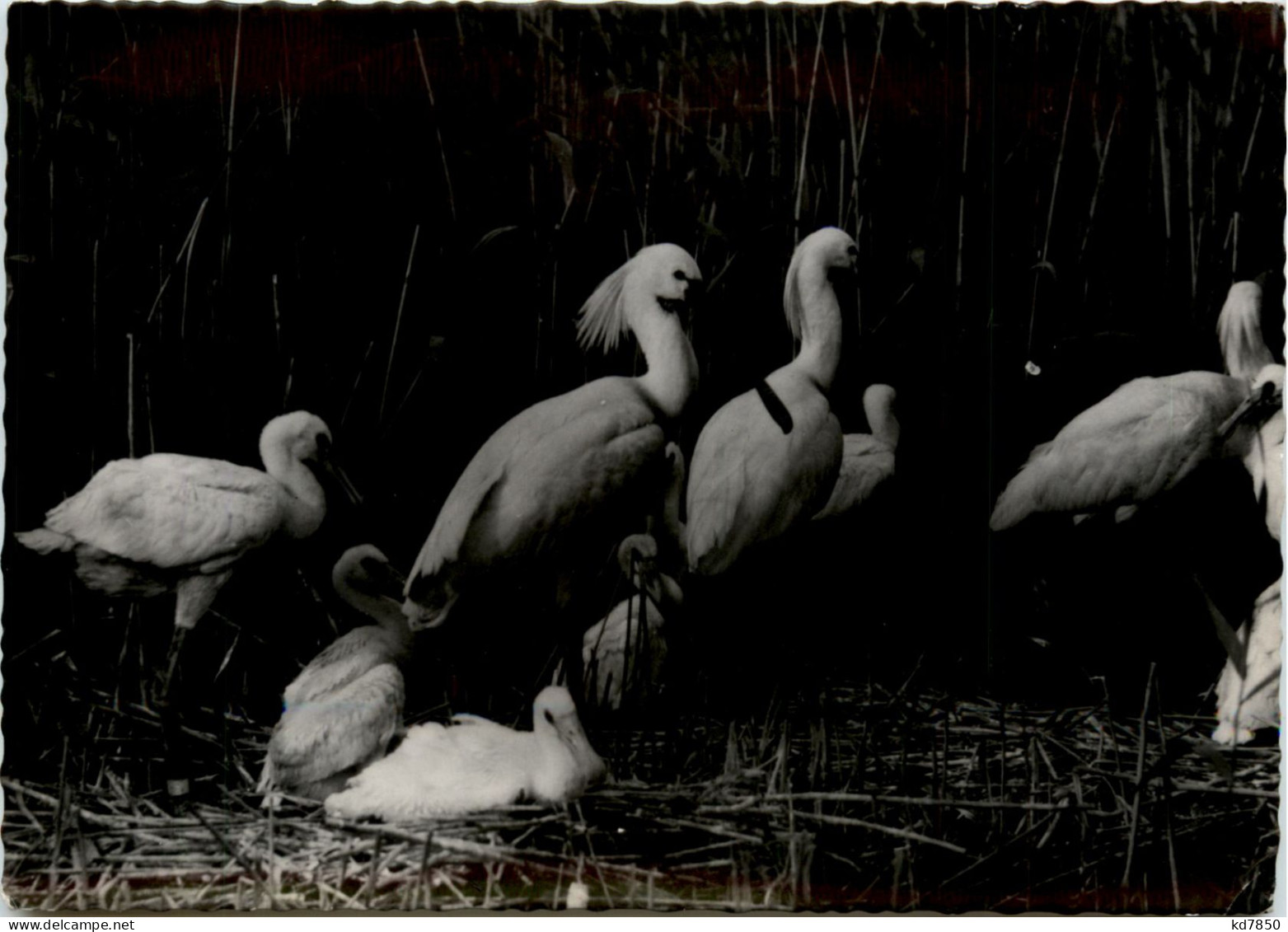 Vogelparadies Am Neusiedlersee - Neusiedlerseeorte