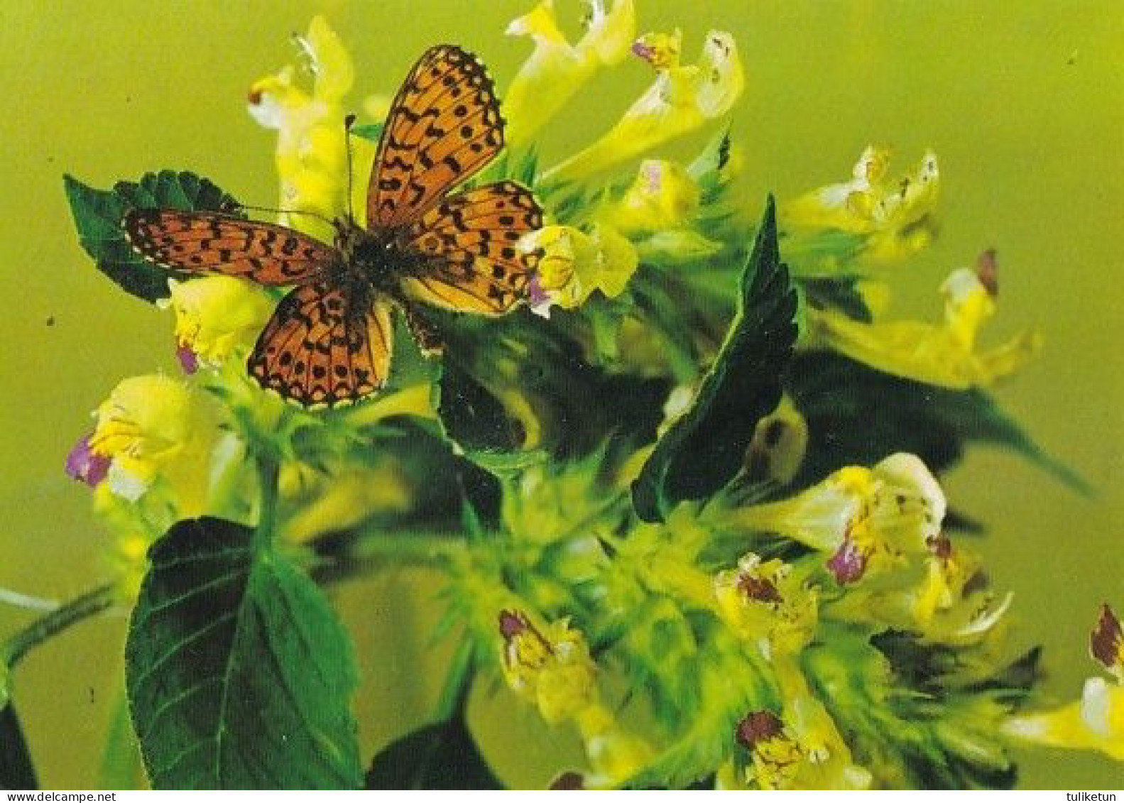 Butterfly - Papillon - Vlinder - Schmetterling - Farfalla - Borboleta - Mariposa - Animal - Fauna - Butterflies