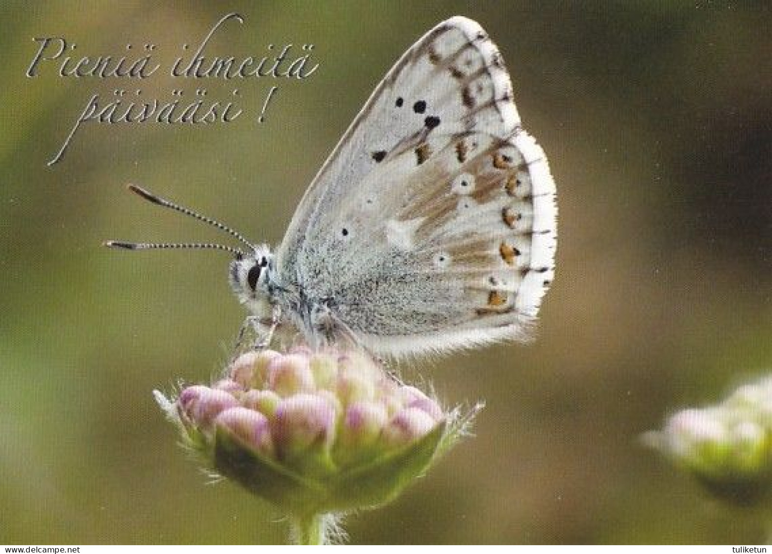 Butterfly - Papillon - Vlinder - Schmetterling - Farfalla - Borboleta - Mariposa - Animal - Fauna - Schmetterlinge