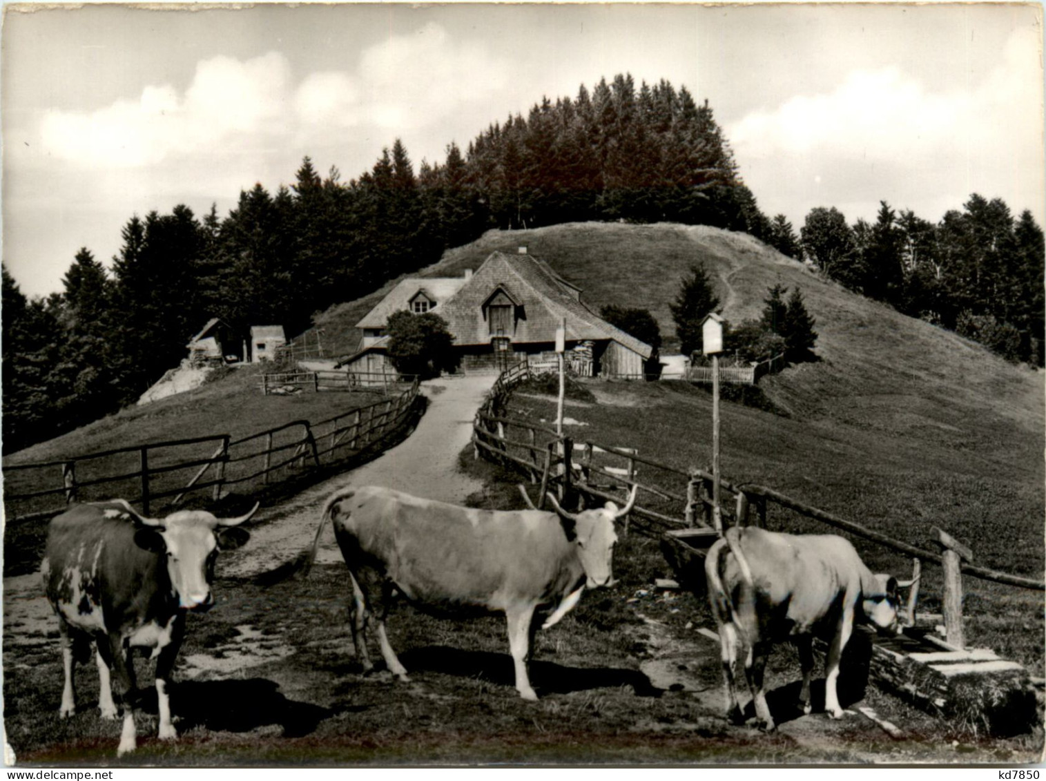 Münstertal - Almgaststätte Kälbelescheuer - Muenstertal