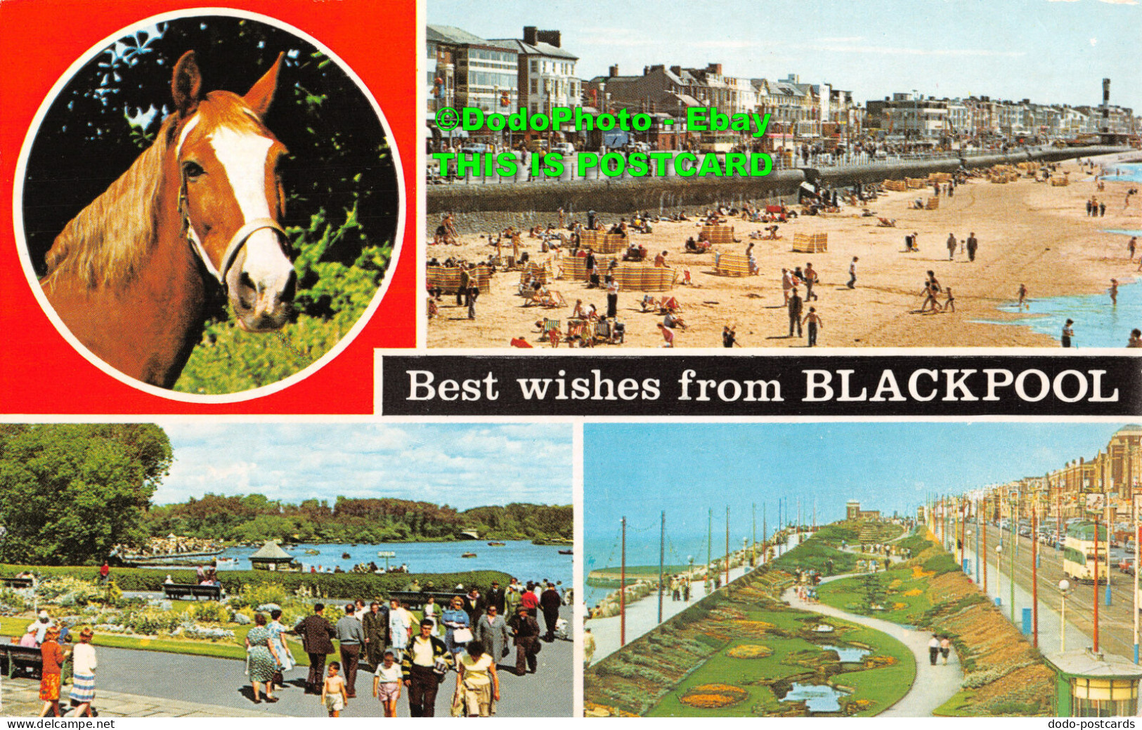 R429312 Best Wishes From Blackpool. Horse. Color Gloss View Series. Bamforth. 19 - Mondo