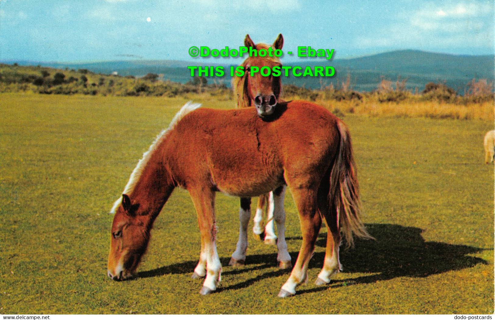 R429318 Dartmoor Ponies. PT2054. Precision. Colourmaster International - Welt