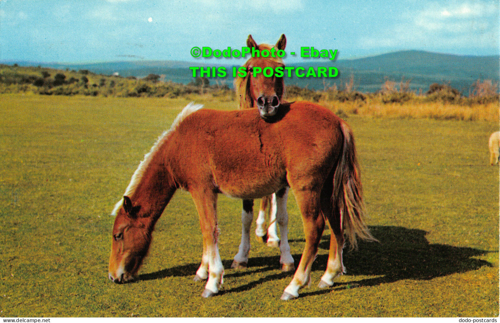 R429318 Dartmoor Ponies. PT2054. Precision. Colourmaster International - Mondo