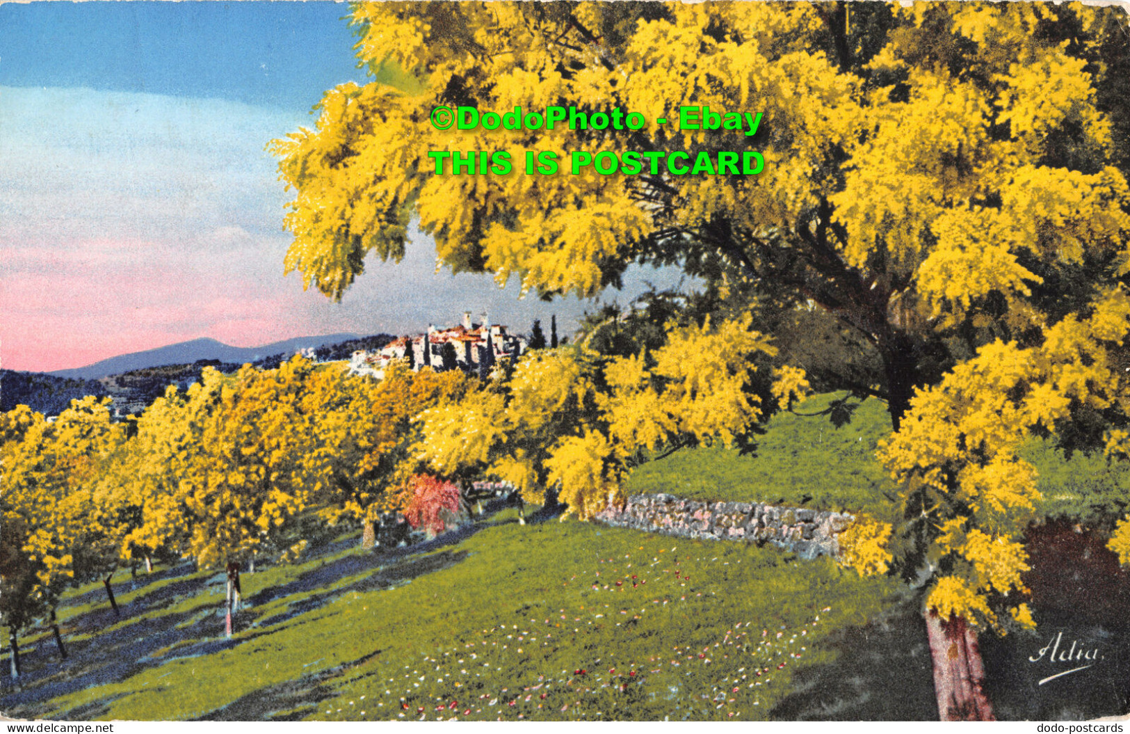 R429320 13189. La Cote DAzur. Mimosas En Fleurs. Photochromie A. D. I. A. 1938 - Monde