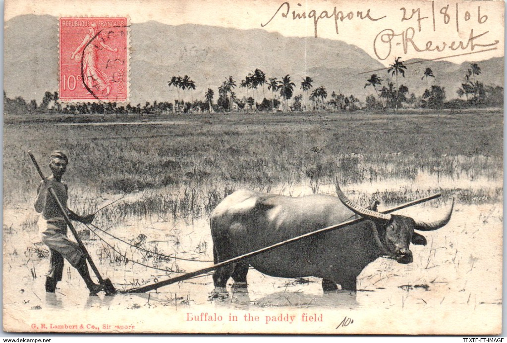SINGAPORE - Buffalo In The Paddy Field  - Singapur