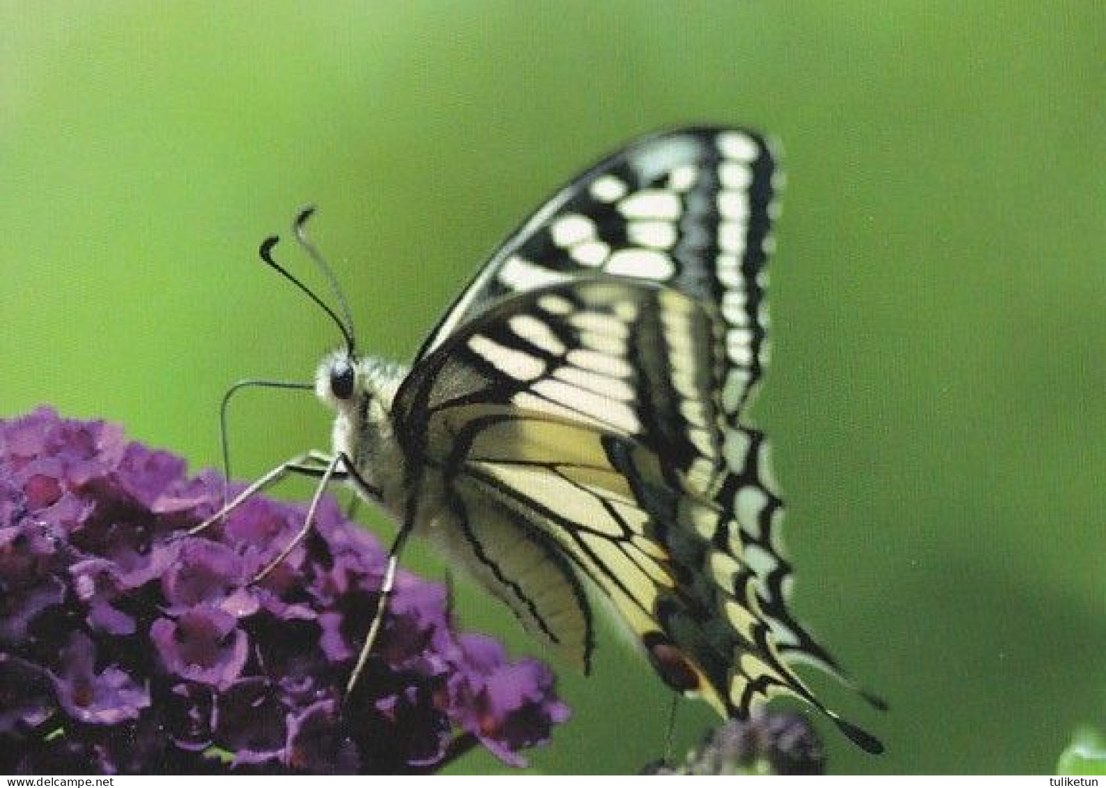Butterfly - Papillon - Vlinder - Schmetterling - Farfalla - Borboleta - Mariposa - Animal - Fauna - Papillons