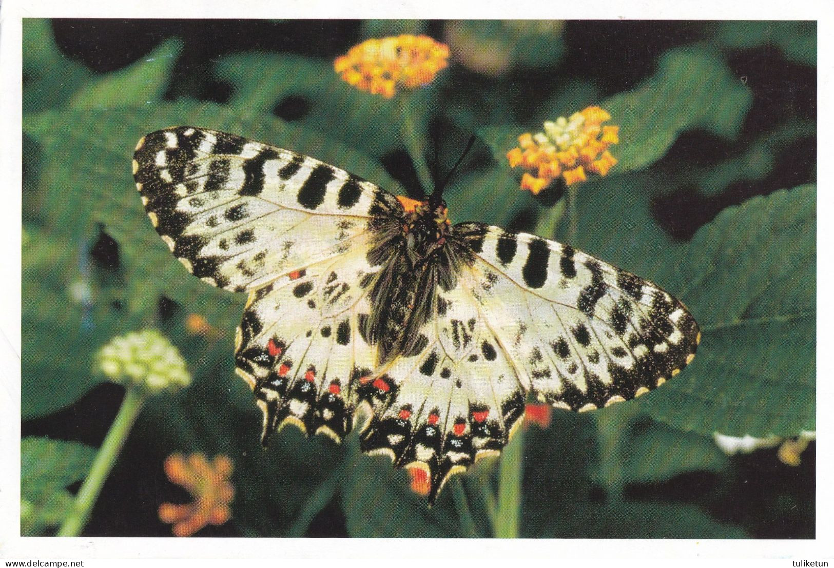 Butterfly - Papillon - Vlinder - Schmetterling - Farfalla - Borboleta - Mariposa - Fauna - Noorder Animal Park - Mariposas