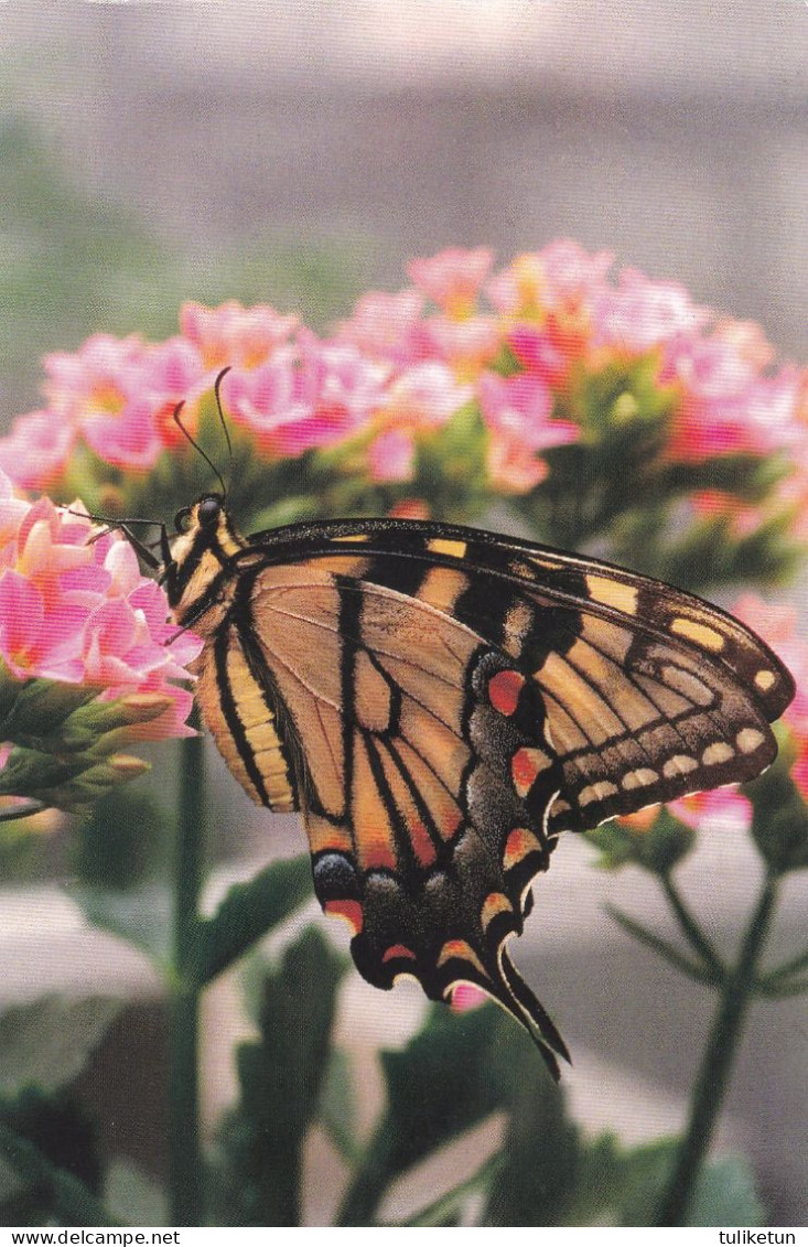 Butterfly - Papillon - Vlinder - Schmetterling - Farfalla - Borboleta - Mariposa - Fauna - Papillons