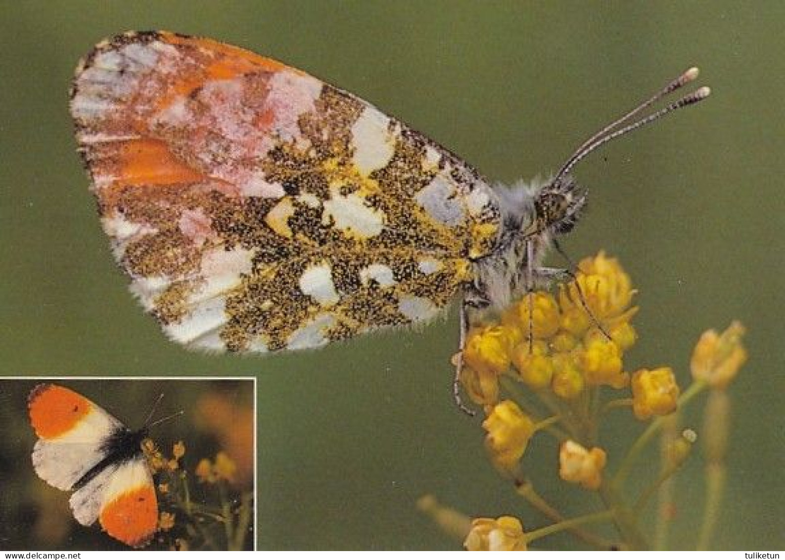 Papillon - Vlinder - Schmetterling - Farfalla - Borboleta - Mariposa - Orange Tip Butterfly -  Anthocharis Cardamines - Butterflies