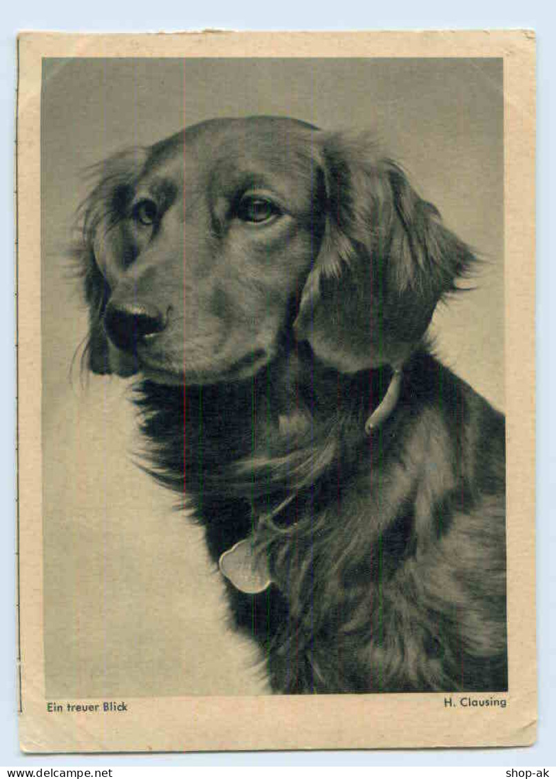 W9N86/ Dackel AK  Ca.1950 - Honden