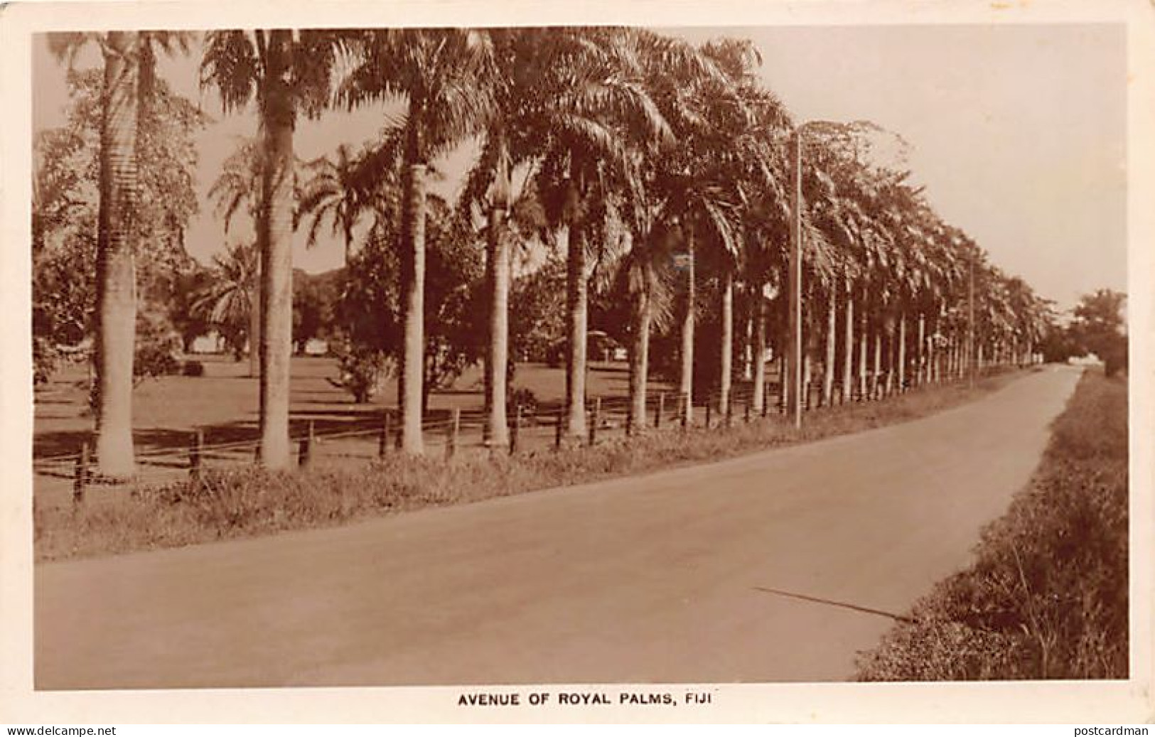 Fiji - SUVA - Avenue Of Royal Palms - Publ. Unknown  - Fiji
