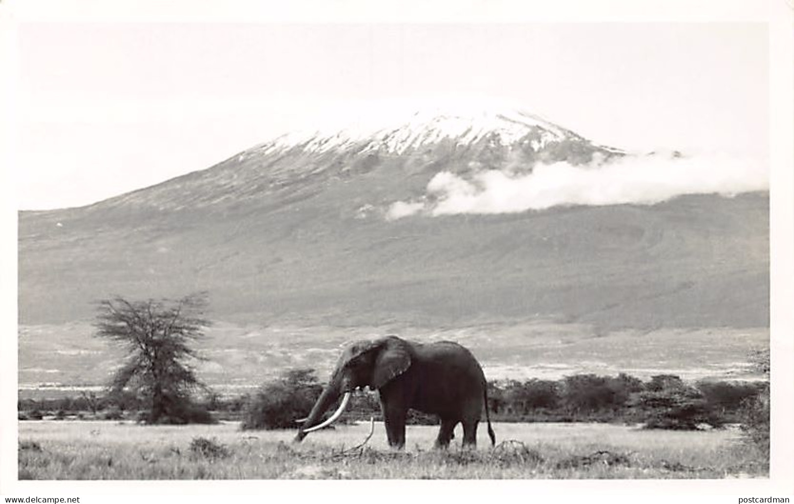 Kenya - Amboseli National Park - Elephant - Publ. Ken Scott  - Kenya