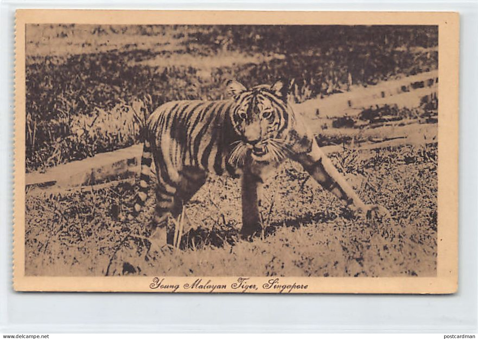 Singapore - Young Malayan Tiger - Publ. M. Prager  - Singapore