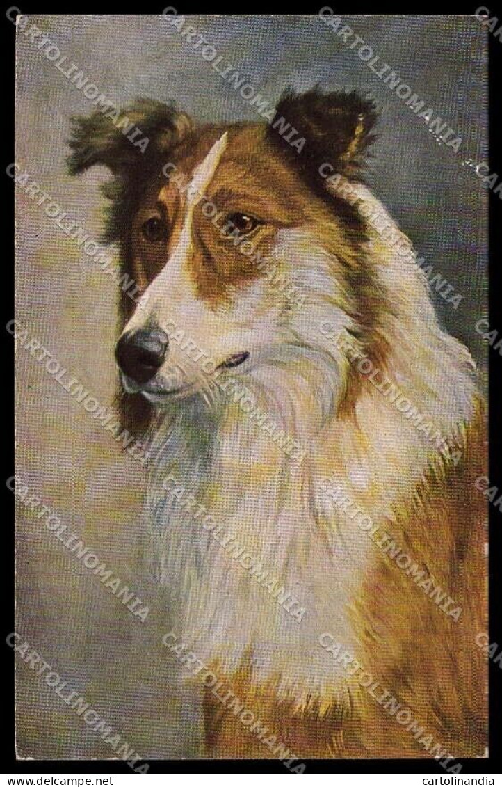 Artist Signed Scotch Collie Dog Serie 120-825 ABRADED Pc ZG4507 - Andere & Zonder Classificatie