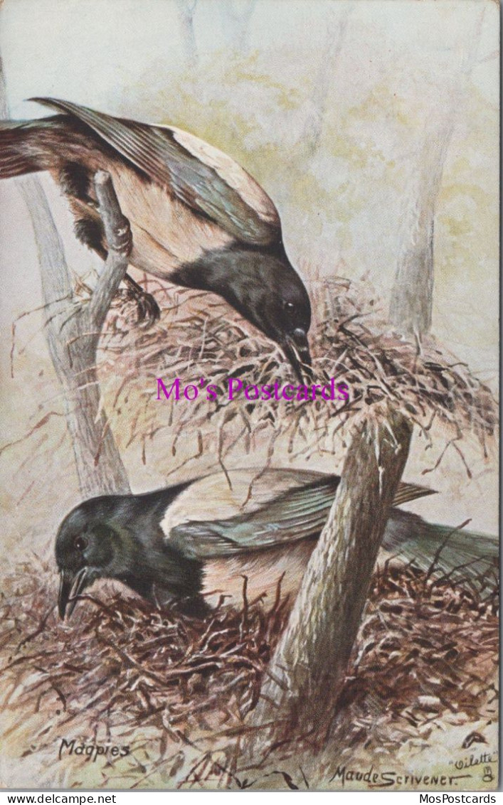 Animals Postcard - British Birds, Magpies. Artist Maude Scrivener   DZ116 - Vögel