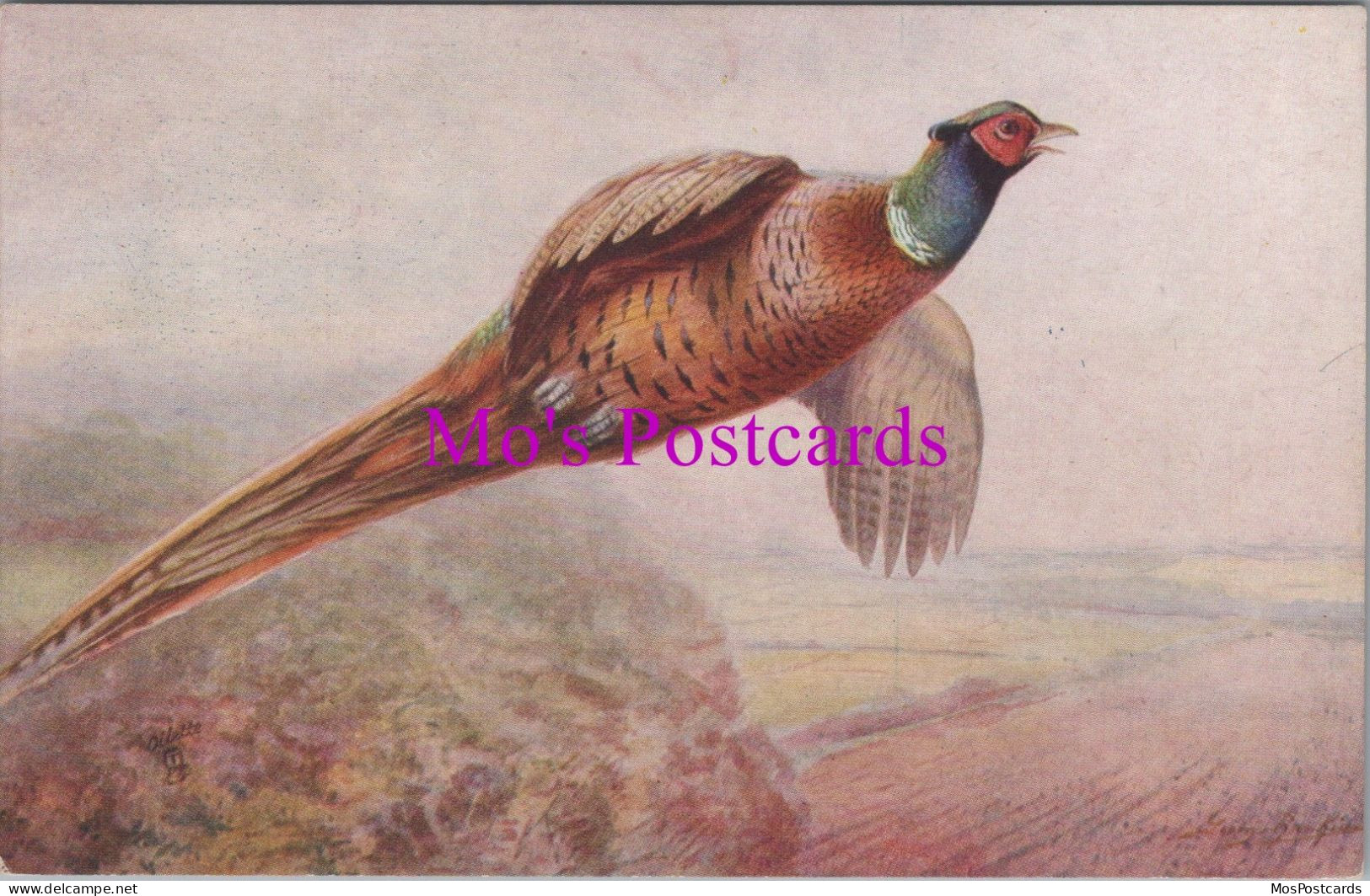 Animals Postcard - British Game Birds, Artists Pheasant     DZ117 - Vogels