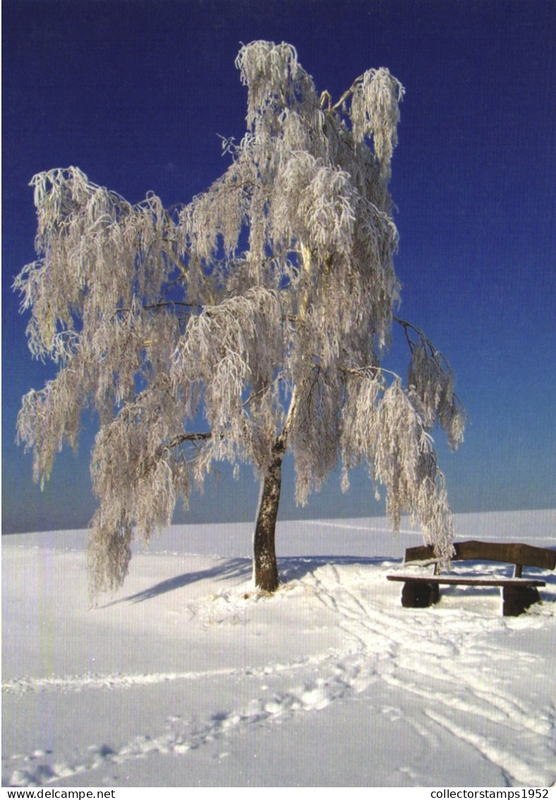 TREE, WINTER, BENCH, GERMANY, POSTCARD - Trees