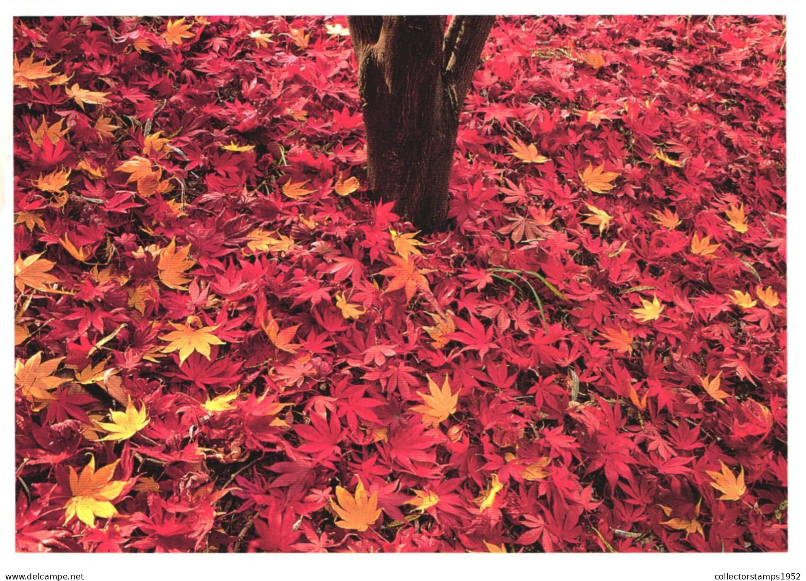 AUTUMN LEAVES, TREE, GERMANY, POSTCARD - Autres & Non Classés