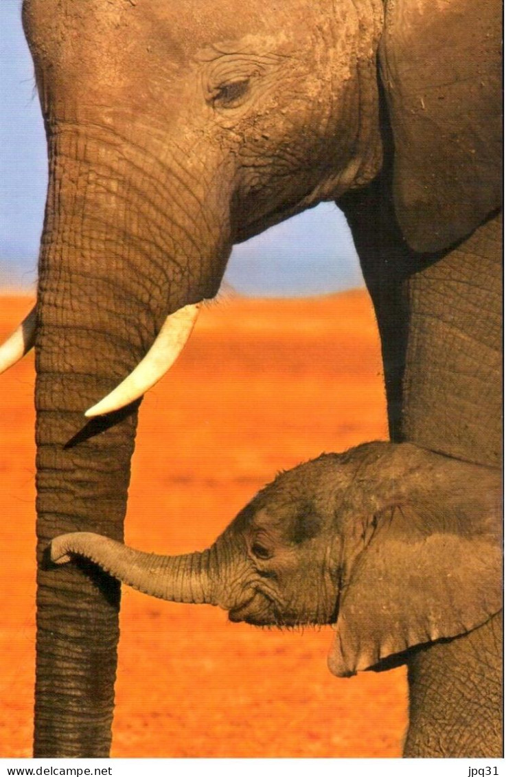 Carte Double IFAW Protéger Les éléphants - Ref 6NA1-FR5 - Elefantes