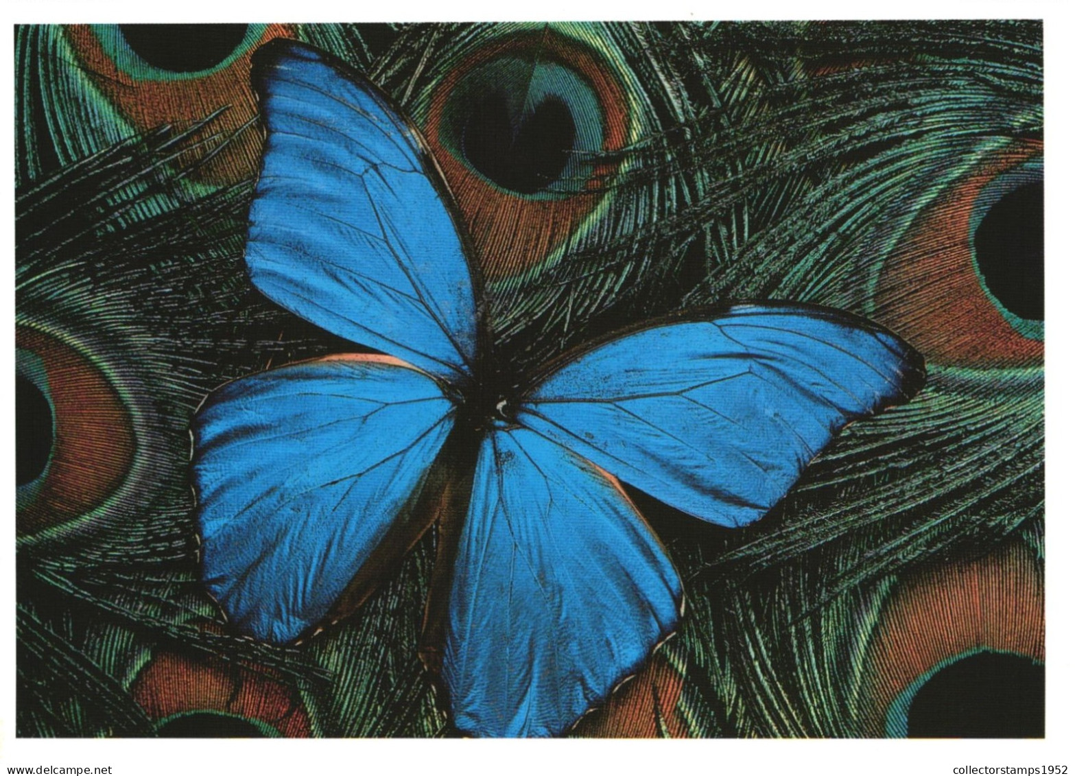 ANIMAL, BUTTERFLY, PEACOCK FEATHER, GERMANY, POSTCARD - Mariposas