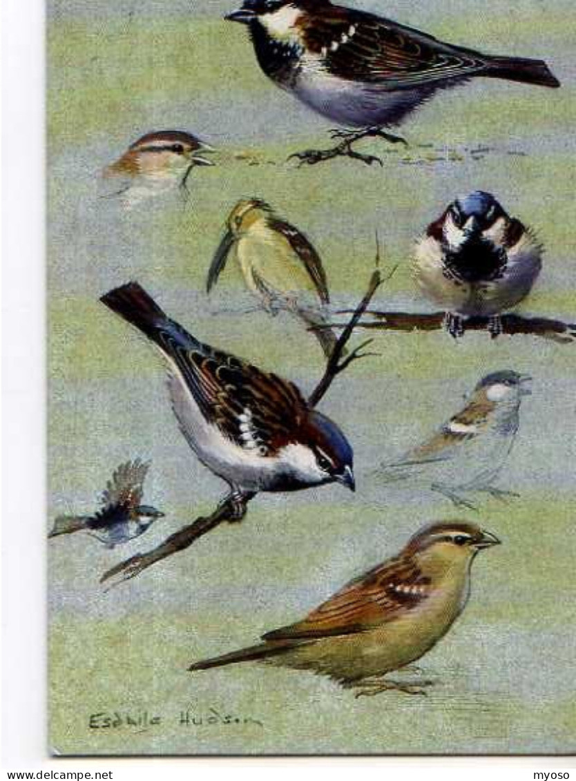 Carnet Museum Collection Great British Company, Illustrateur,Sparrow Studies - Oiseaux
