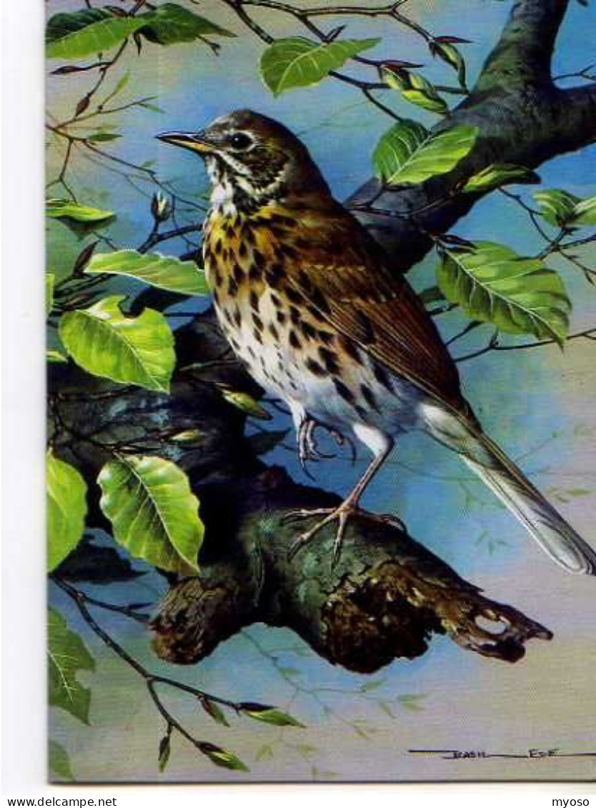 Carnet Museum Collection Great British Company, Illustrateur, Song Thrush - Vogels