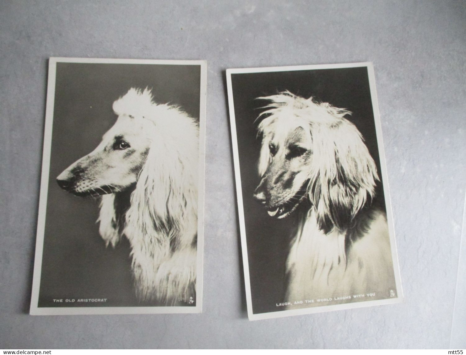 LOT DE  7 CARTE PHOTO RACE DE CHIEN CHIENS RAPHAEL TUCK - Perros