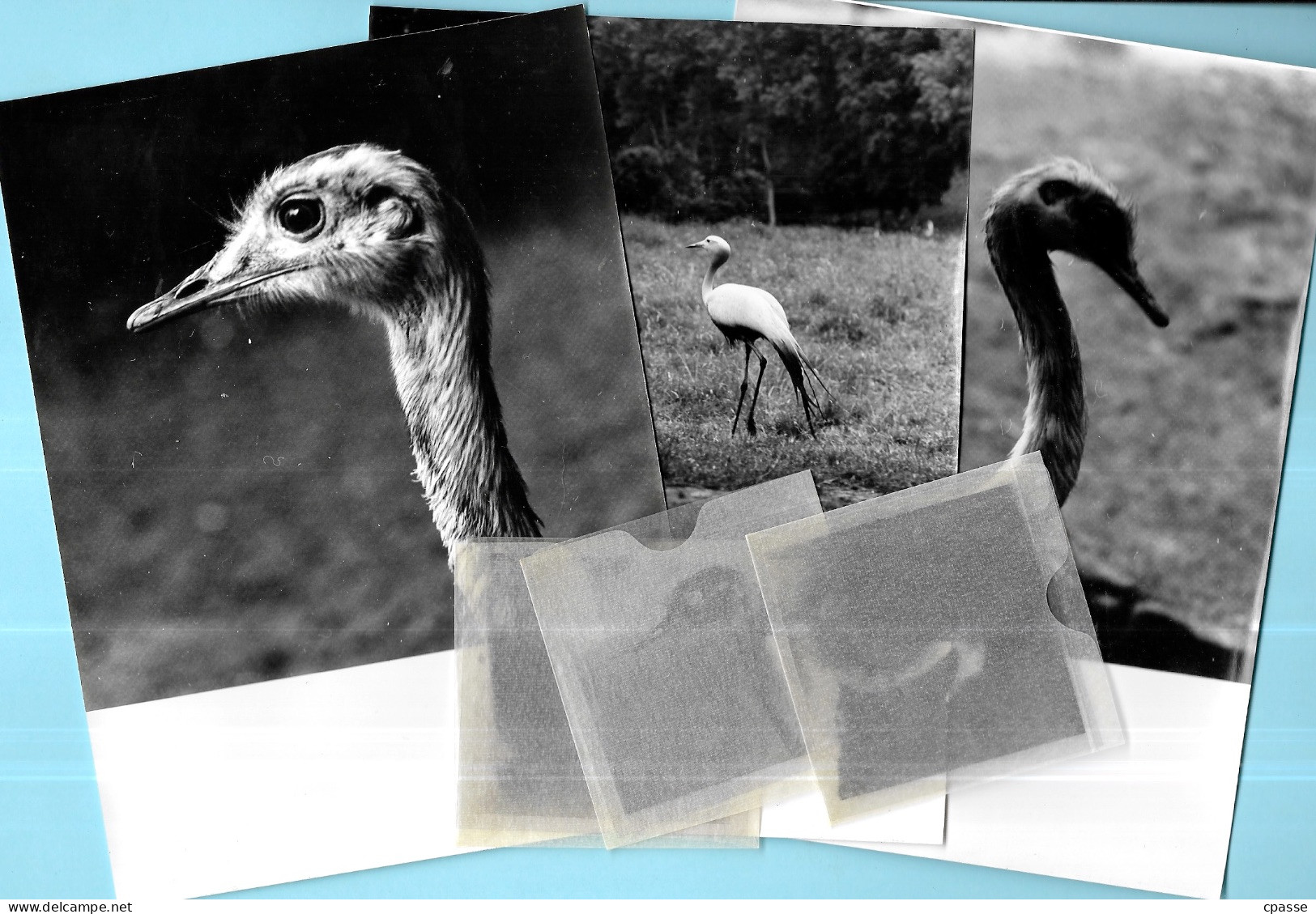 (Lot De 3) PHOTO Photographie Artistique Avec Son Négatif 6 X 6 (libre De Droit) OISEAUX Dont Echassiers - Otros & Sin Clasificación