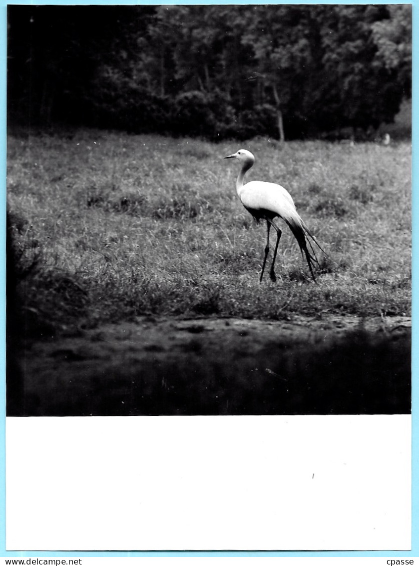 (Lot De 3) PHOTO Photographie Artistique Avec Son Négatif 6 X 6 (libre De Droit) OISEAUX Dont Echassiers - Other & Unclassified