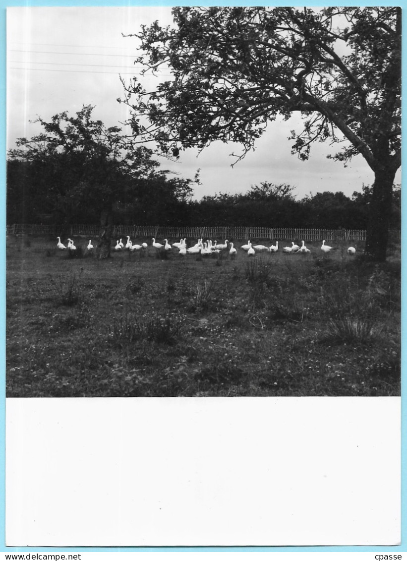 (Lot De 3) PHOTO Photographie Artistique Avec Son Négatif 6 X 6 (libre De Droit) OISEAUX Dont Echassiers - Otros & Sin Clasificación