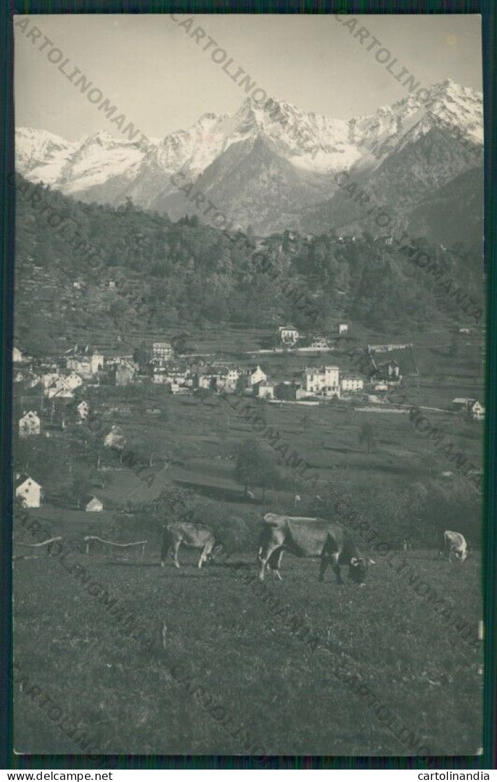 Verbania Premia Valle Antigorio Pascolo Foto Cartolina ZC5880 - Verbania