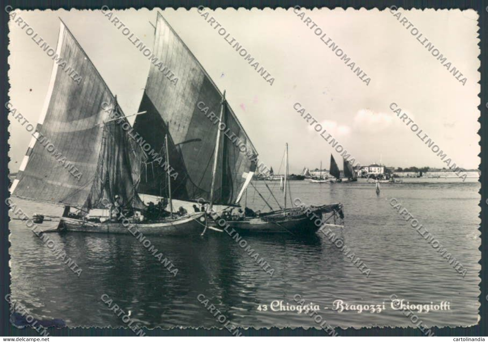 Venezia Chioggia Foto FG Cartolina ZF1447 - Venezia (Venice)