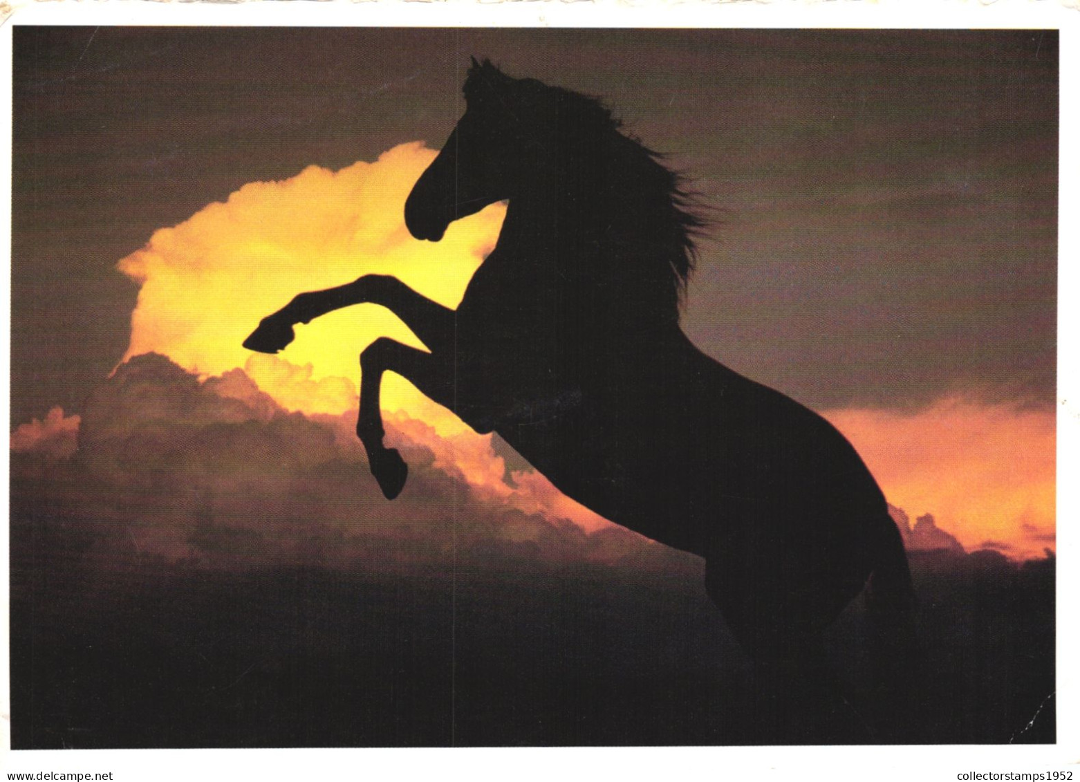 ANIMAL, HORSE, CLOUDS, GERMANY, POSTCARD - Chevaux