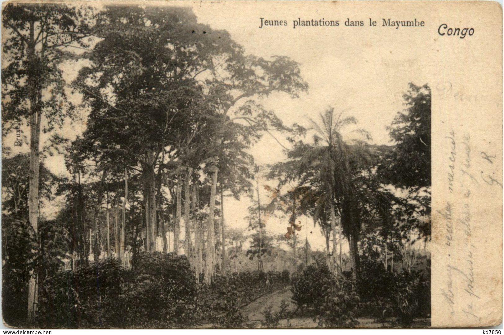 Congo - Plantations Dans Le Mayumbe - Andere & Zonder Classificatie