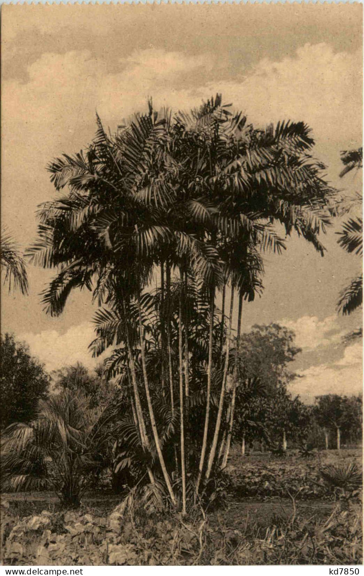 Proeftuin Van Kisantu - Congo - Sonstige & Ohne Zuordnung