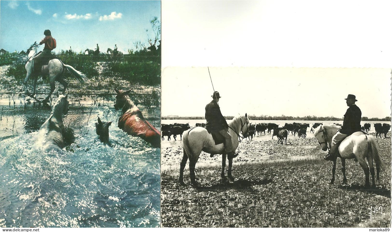 LOT 10 CPSM/CPM CAMARGUE MANADE CHEVAUX TAUREAUX GARDIANS - Viehzucht