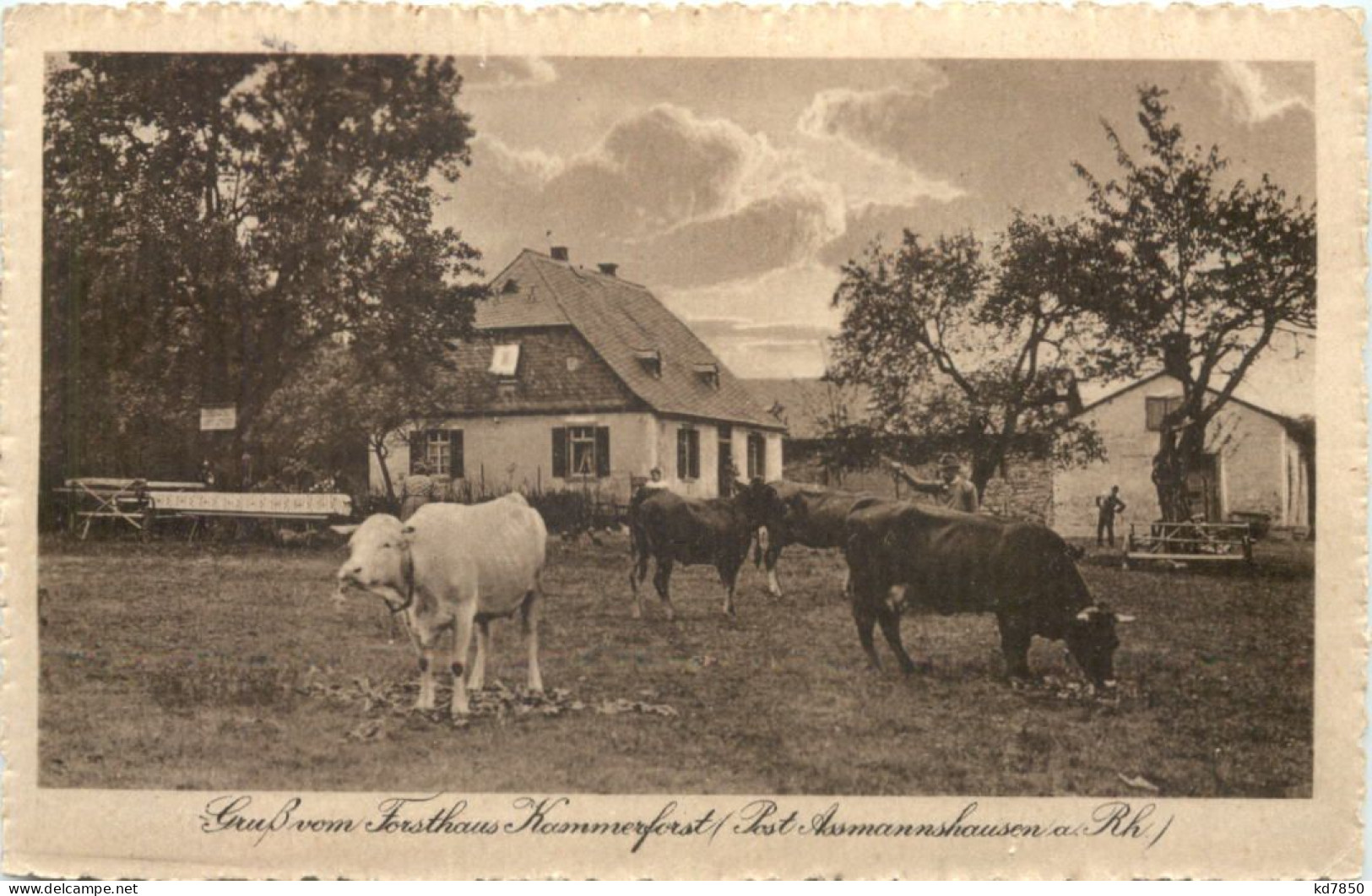 Gruss Vom Forsthaus Kammerforst - Post Assmannshausen - Ruedesheim A. Rh.